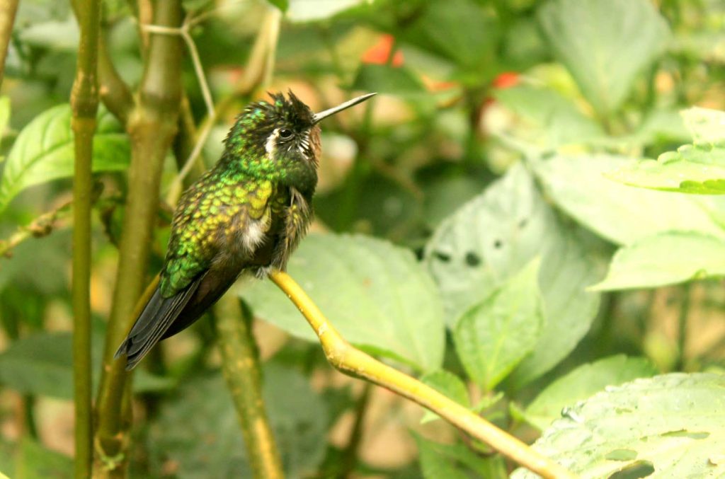 bird-costa-rica