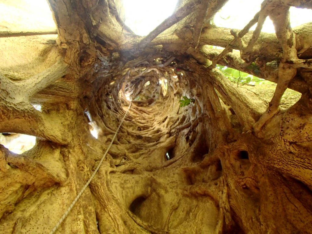 climbing-tree-costa-rica