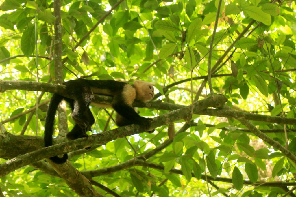 corcovado-white-monkey