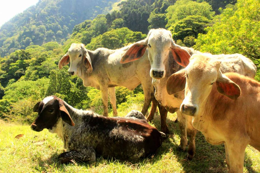 cows-pico-branco