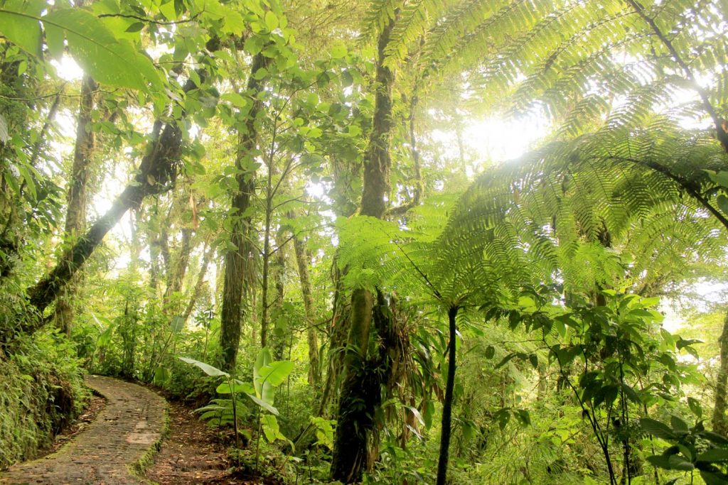 forest-walk-monteverde