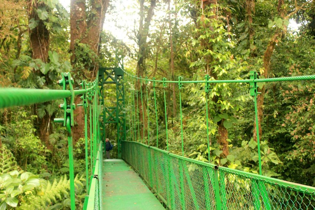 green-canopy-bridge