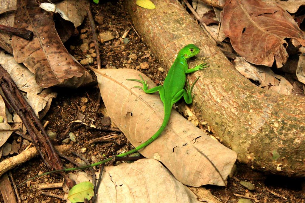 Green lizard on branch with death leave