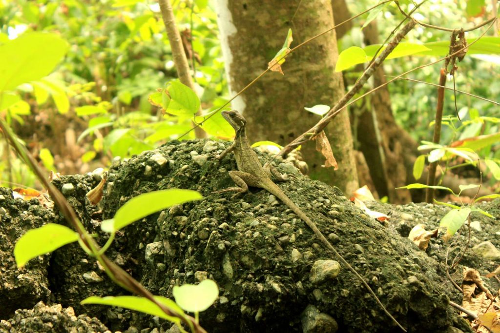 lizard-corcovado