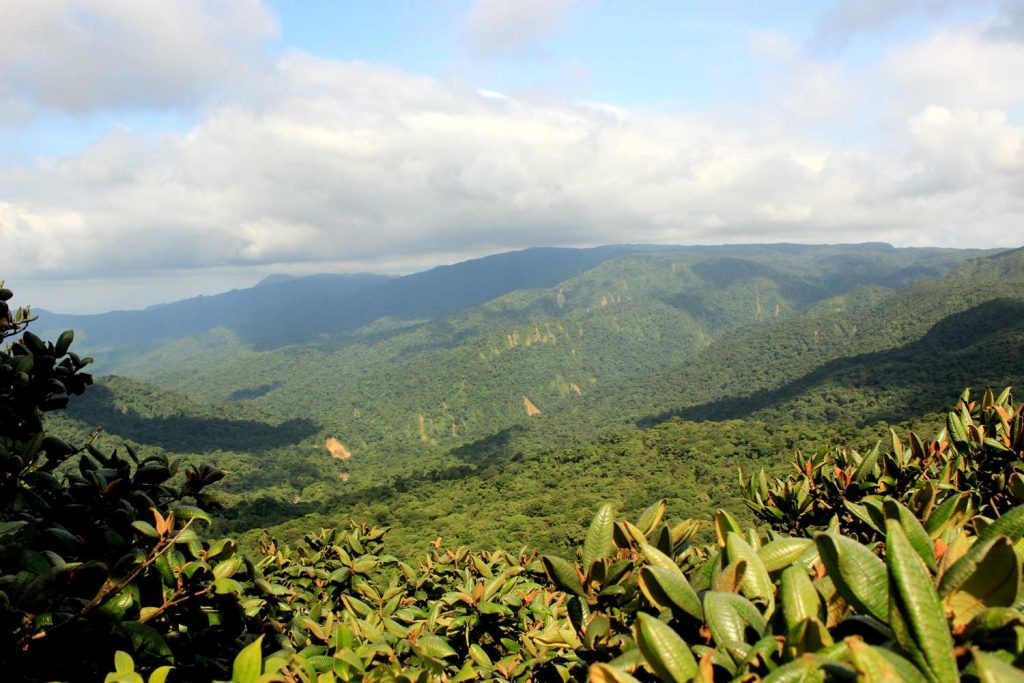 monteverde-jungle-landscape