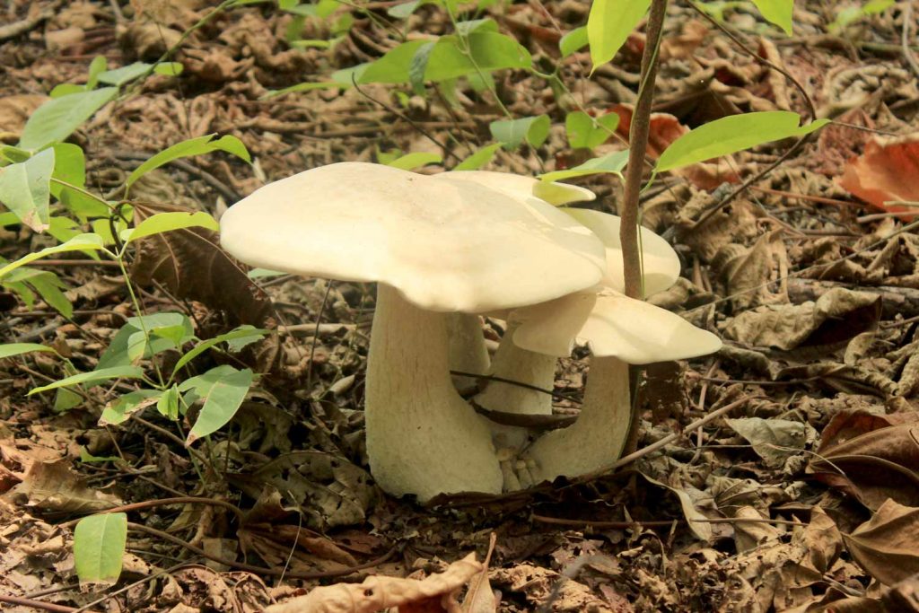 mushroom Costa Rica