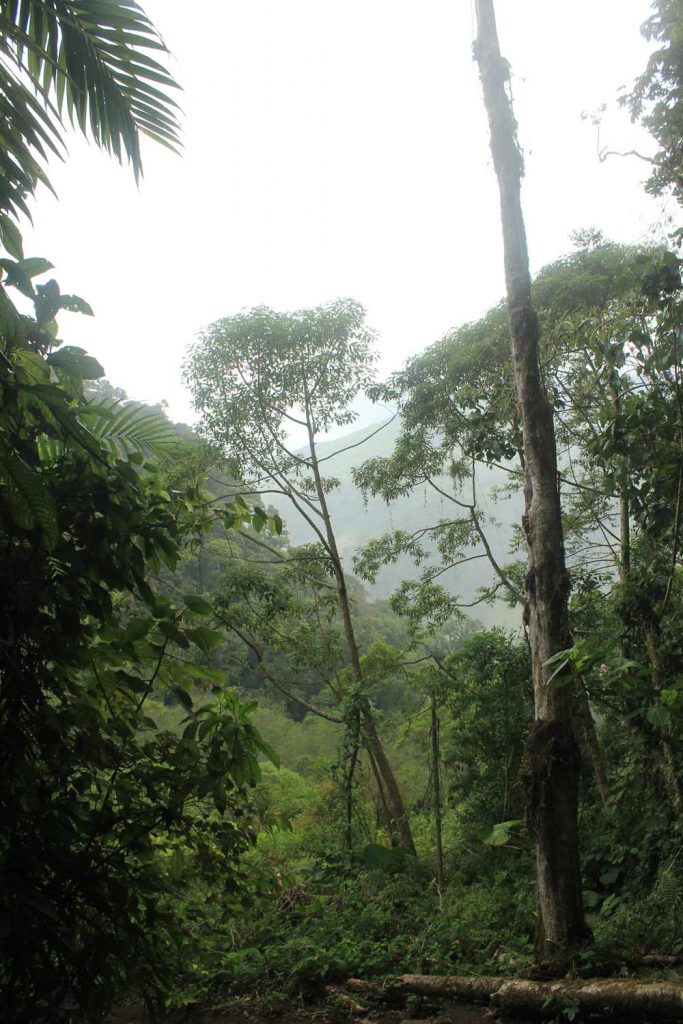 rain-forest-panama