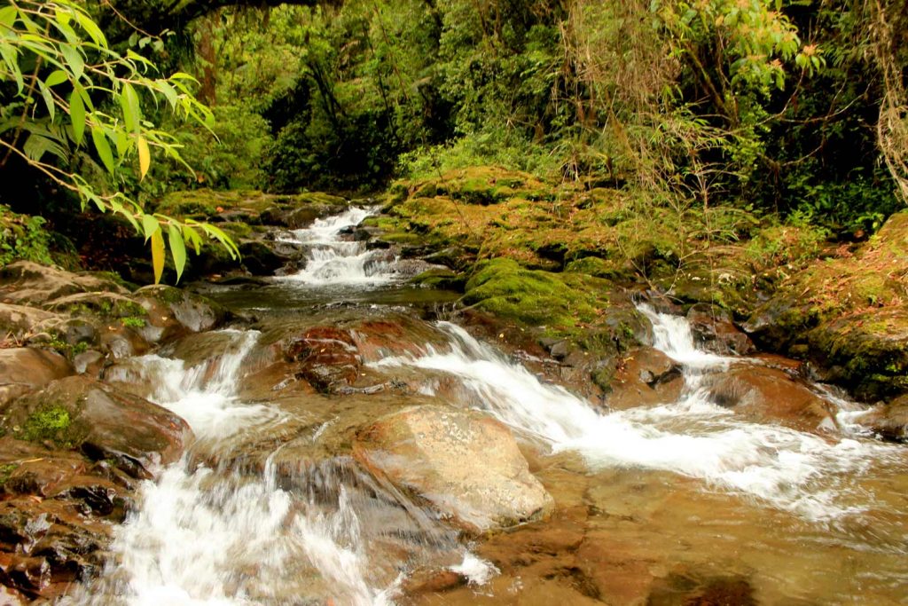 river-in-jungle-panama