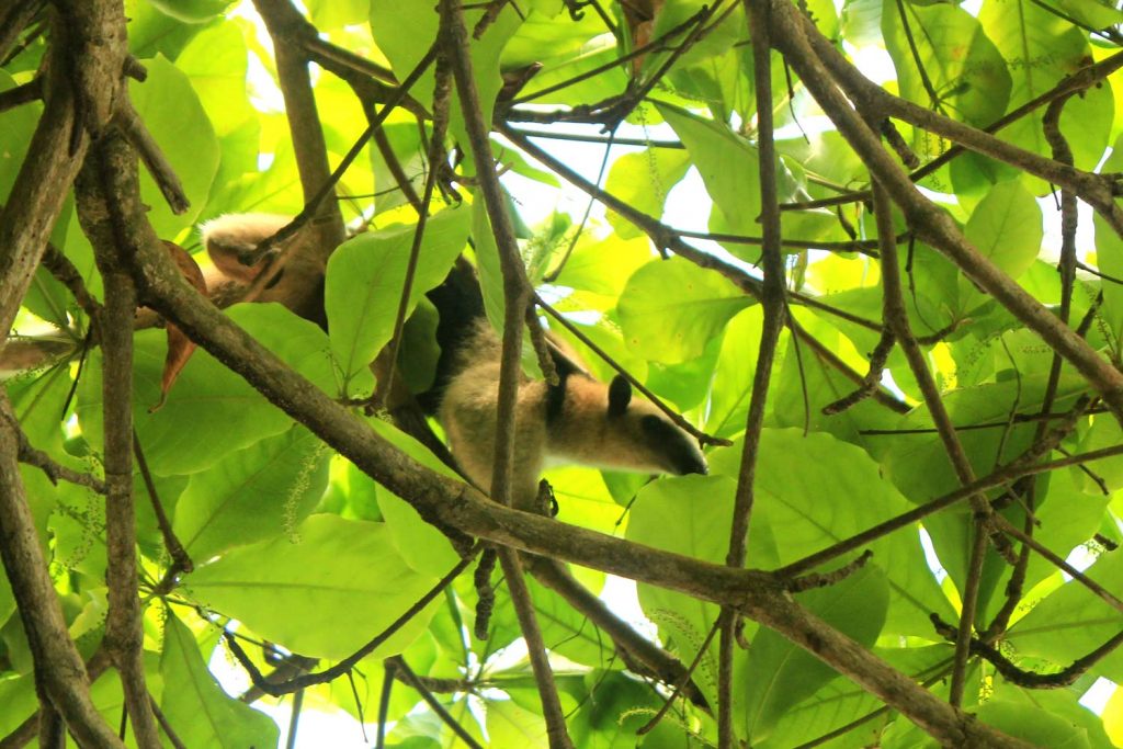 tamandua-corcovado