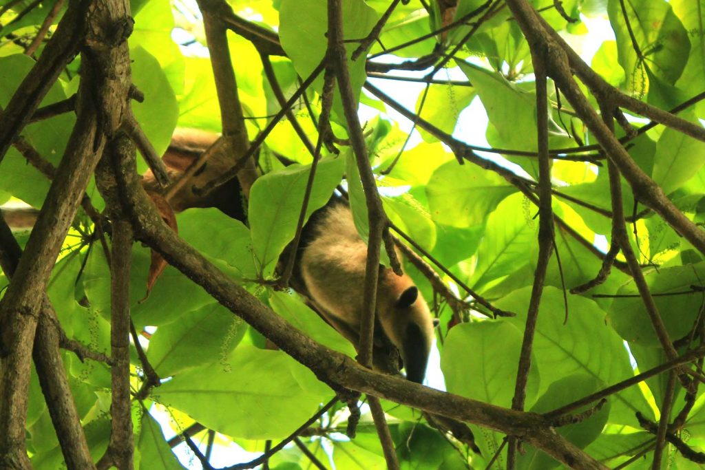 tamandua-corcovado-national-parc