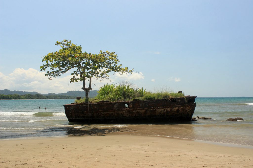 tree garden on wrack on the beach in Costa Rica