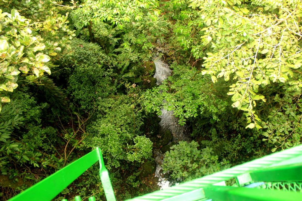 upper-view-canopy-monteverde