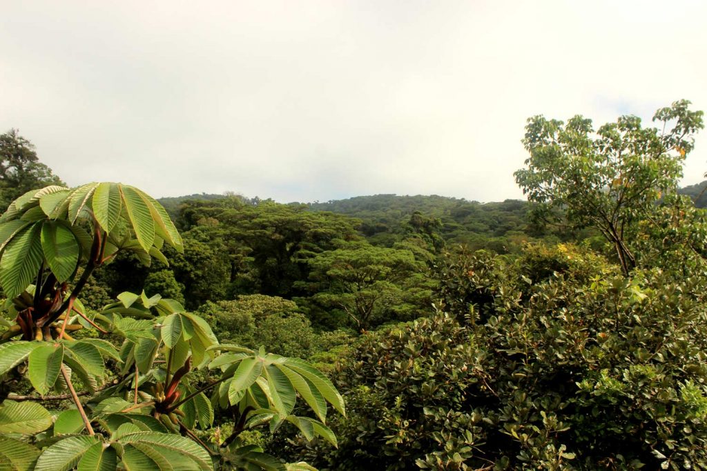 view-jungle-canopy-monteverde