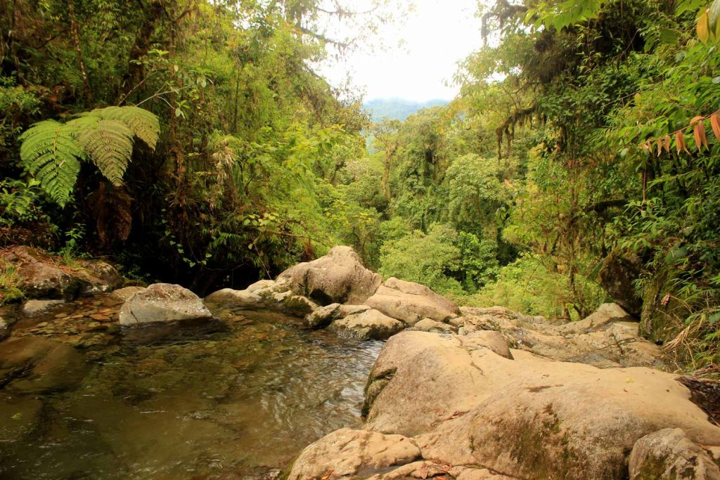 water-pool-in-jungle-panama