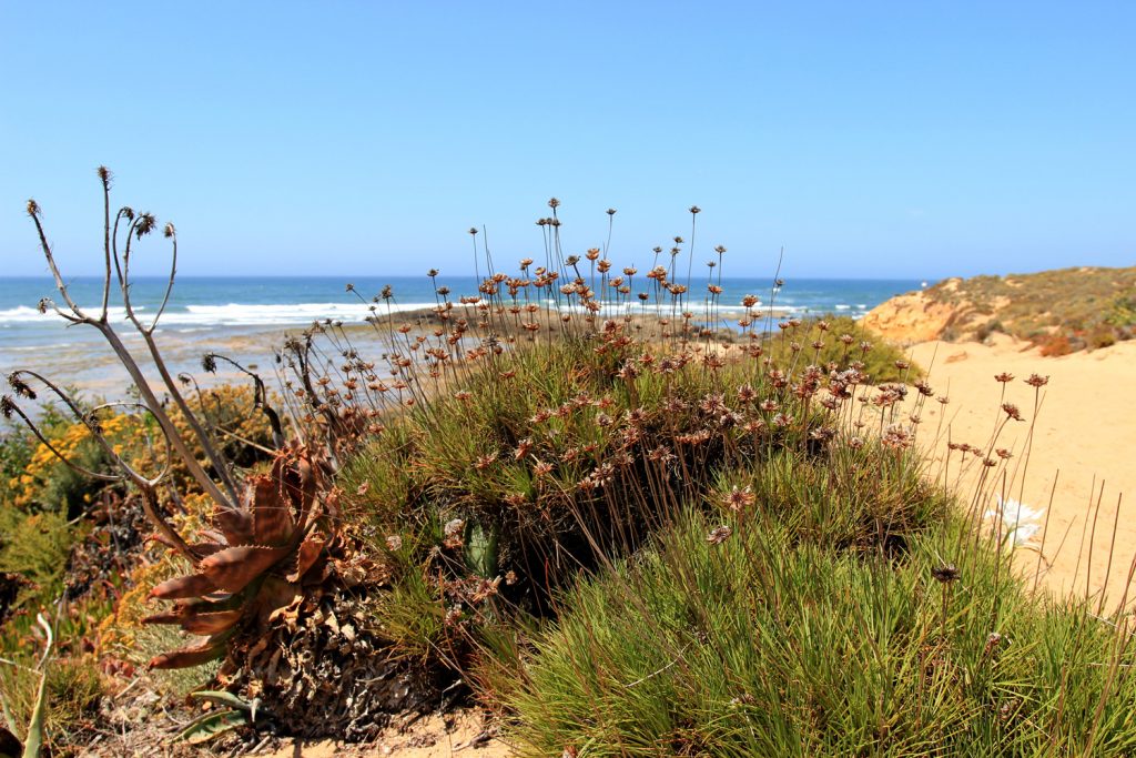 Beach-Alentejo