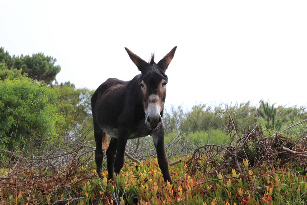 Donkey in the nature in Alentejo