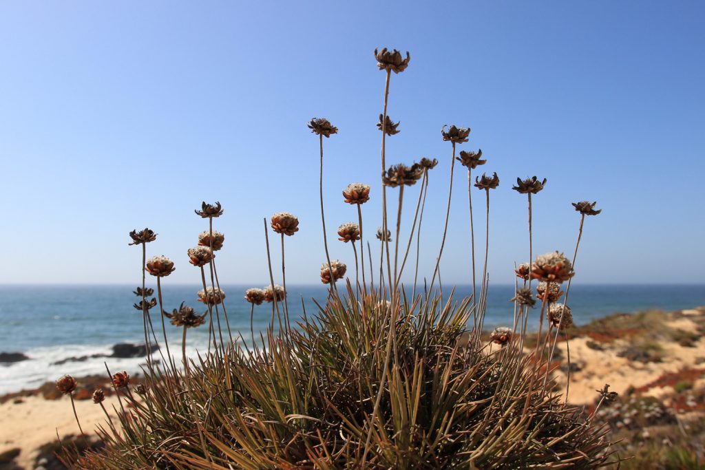 Flower natureza by the sea Alentejo